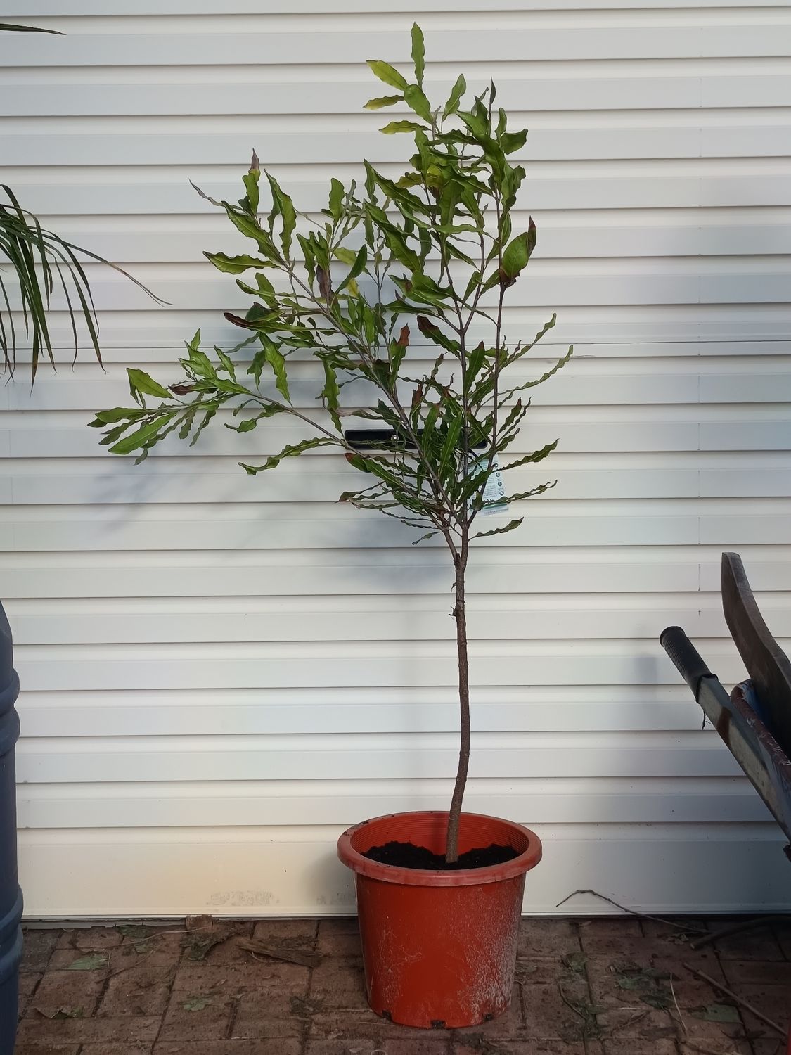 Macadamia A38