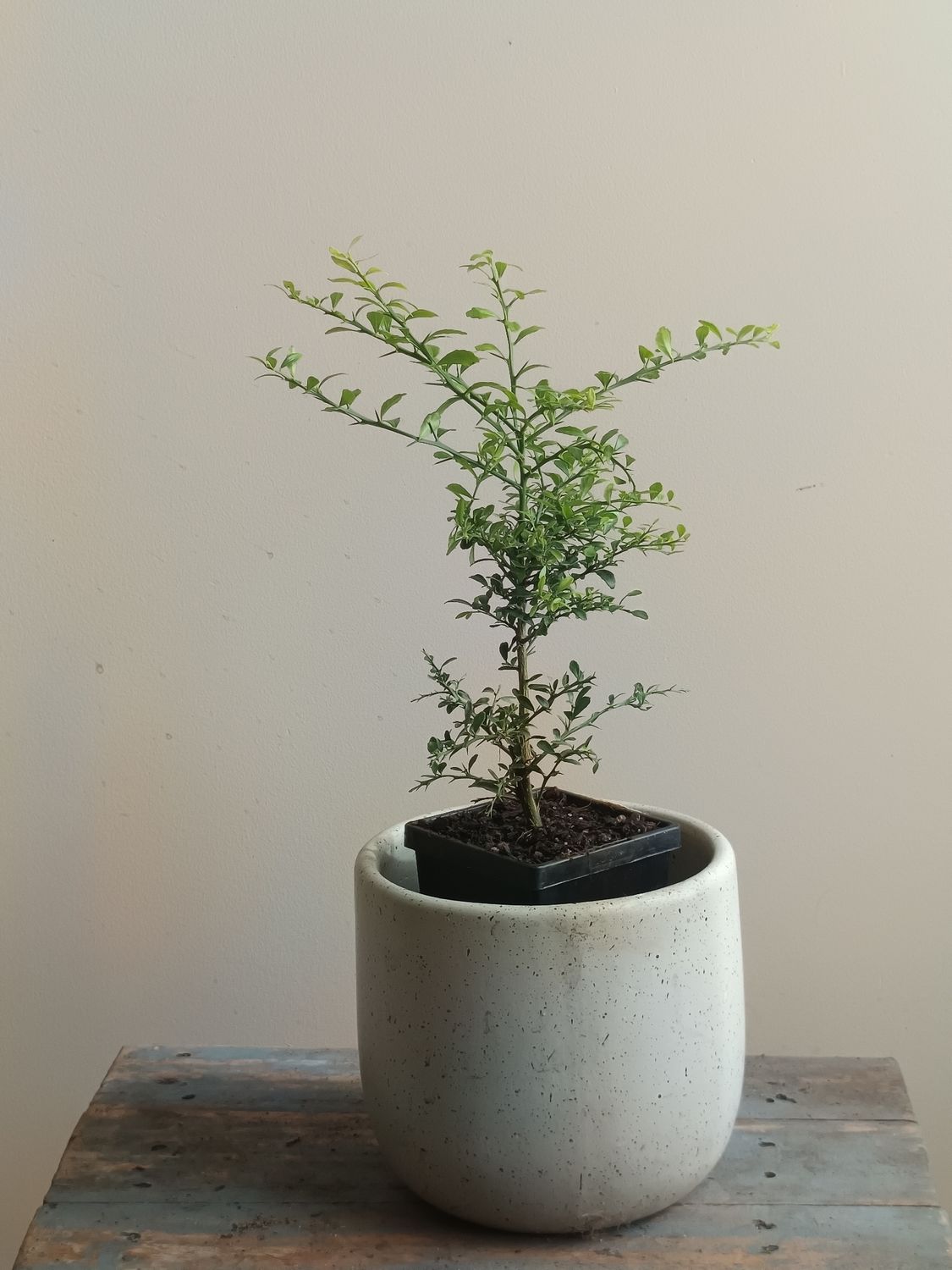 Green Rough Fingerlime