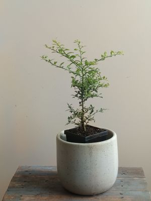 Green Rough Fingerlime