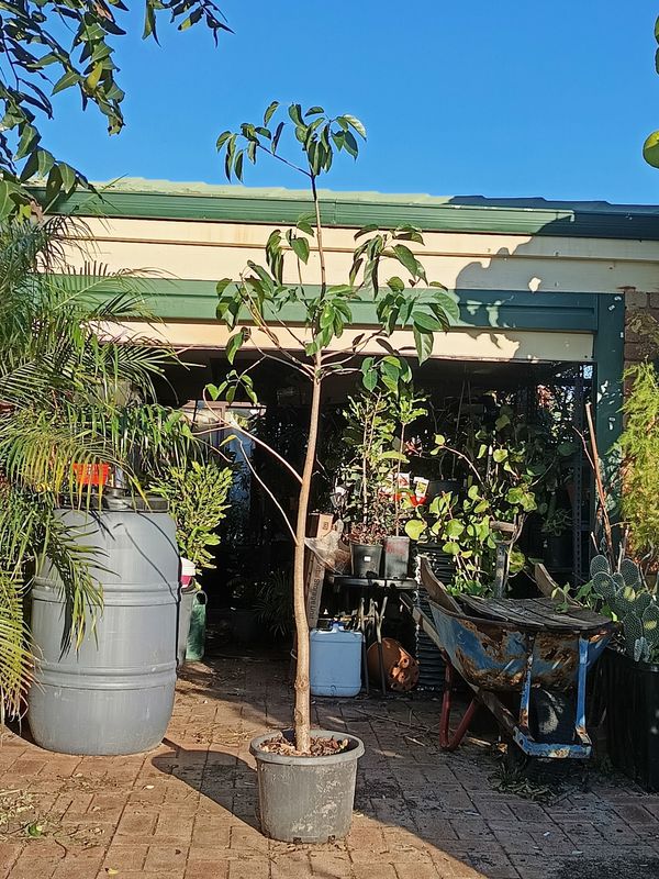 Peanut Tree 2m