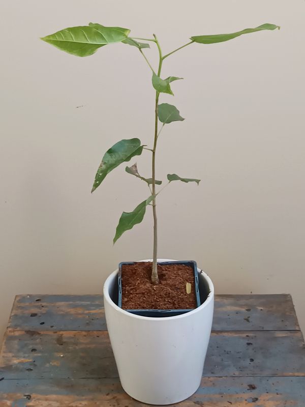 Peanut Tree