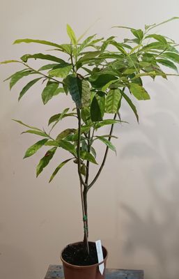 Blue Quandong