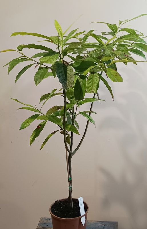 Blue Quandong