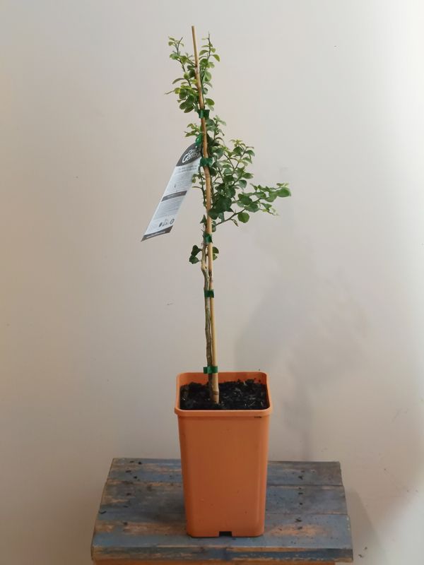 Fingerlime Grafted - Rainforest Pearl