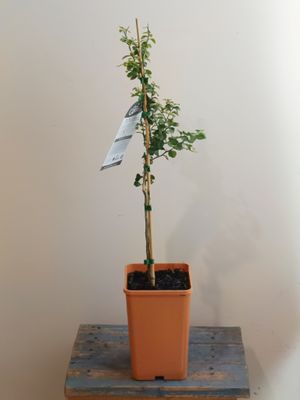 Fingerlime Grafted - Rainforest Pearl