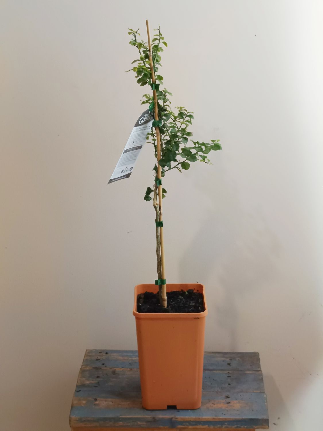 Fingerlime Grafted - Rainforest Pearl