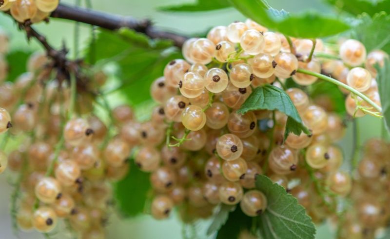 White Currant