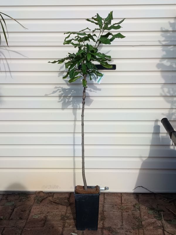 Macadamia Grafted - 849