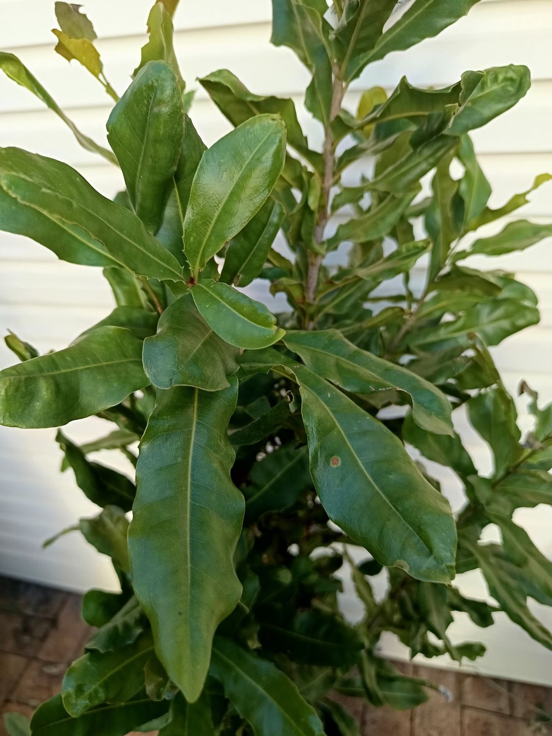 Macadamia Larger Grafted - 849