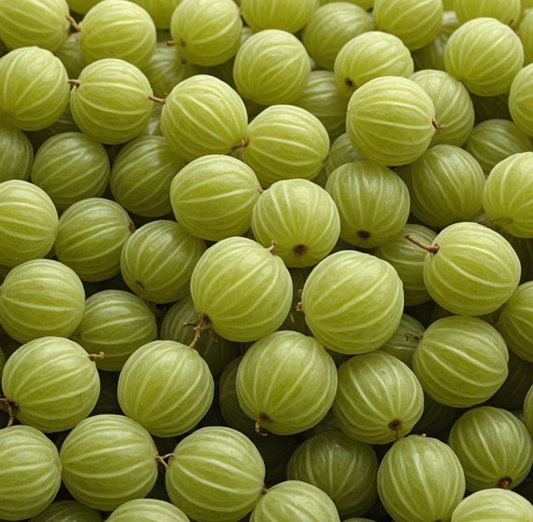 Gooseberry - Thornless
