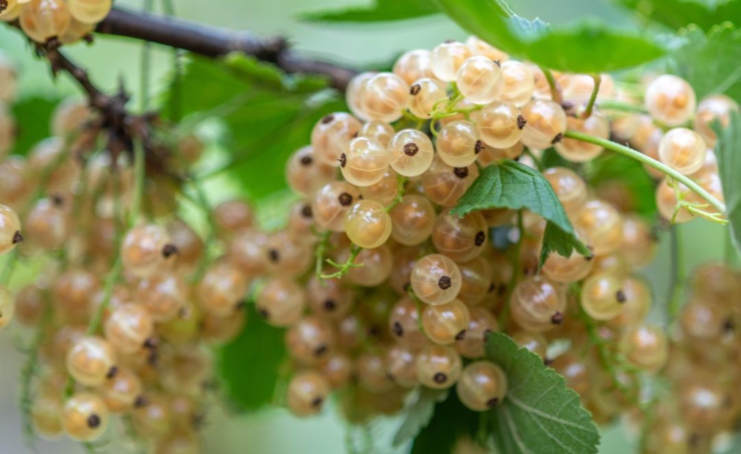 White Currant