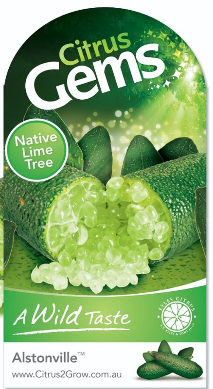 Fingerlime Grafted - Alstonville Green