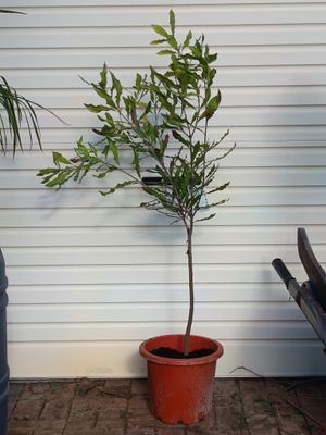 Macadamia A38