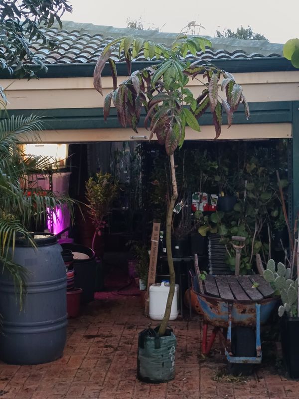 QLD Davidson Plum