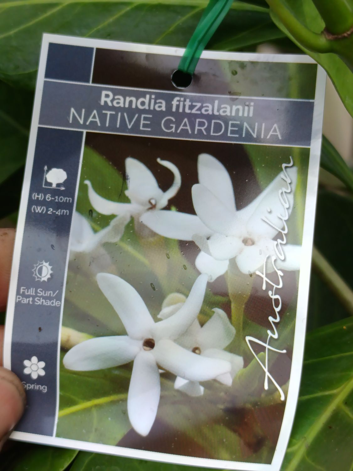 Native Gardenia, Native Mangosteen