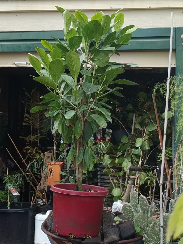 Native Gardenia, Native Mangosteen