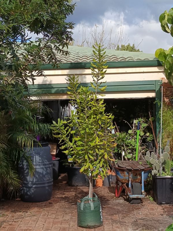 Macadamia - 35L