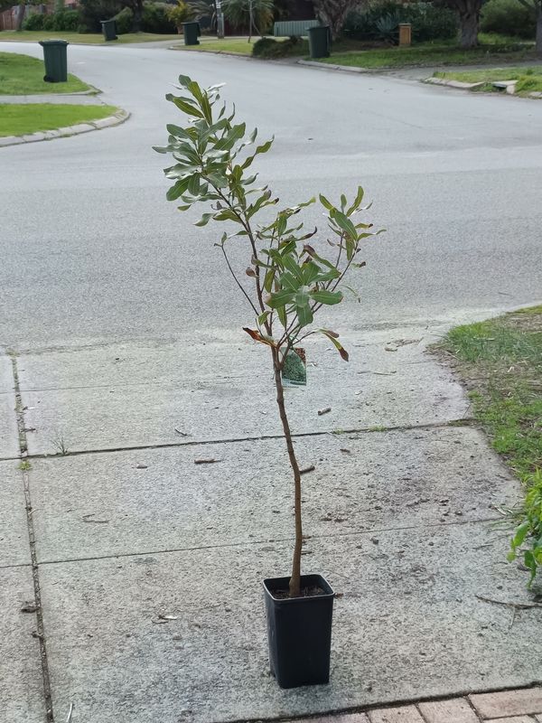 Macadamia Grafted - 344