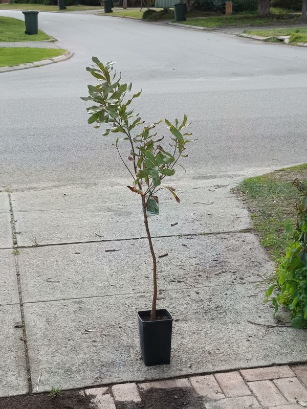 Macadamia Grafted - 842