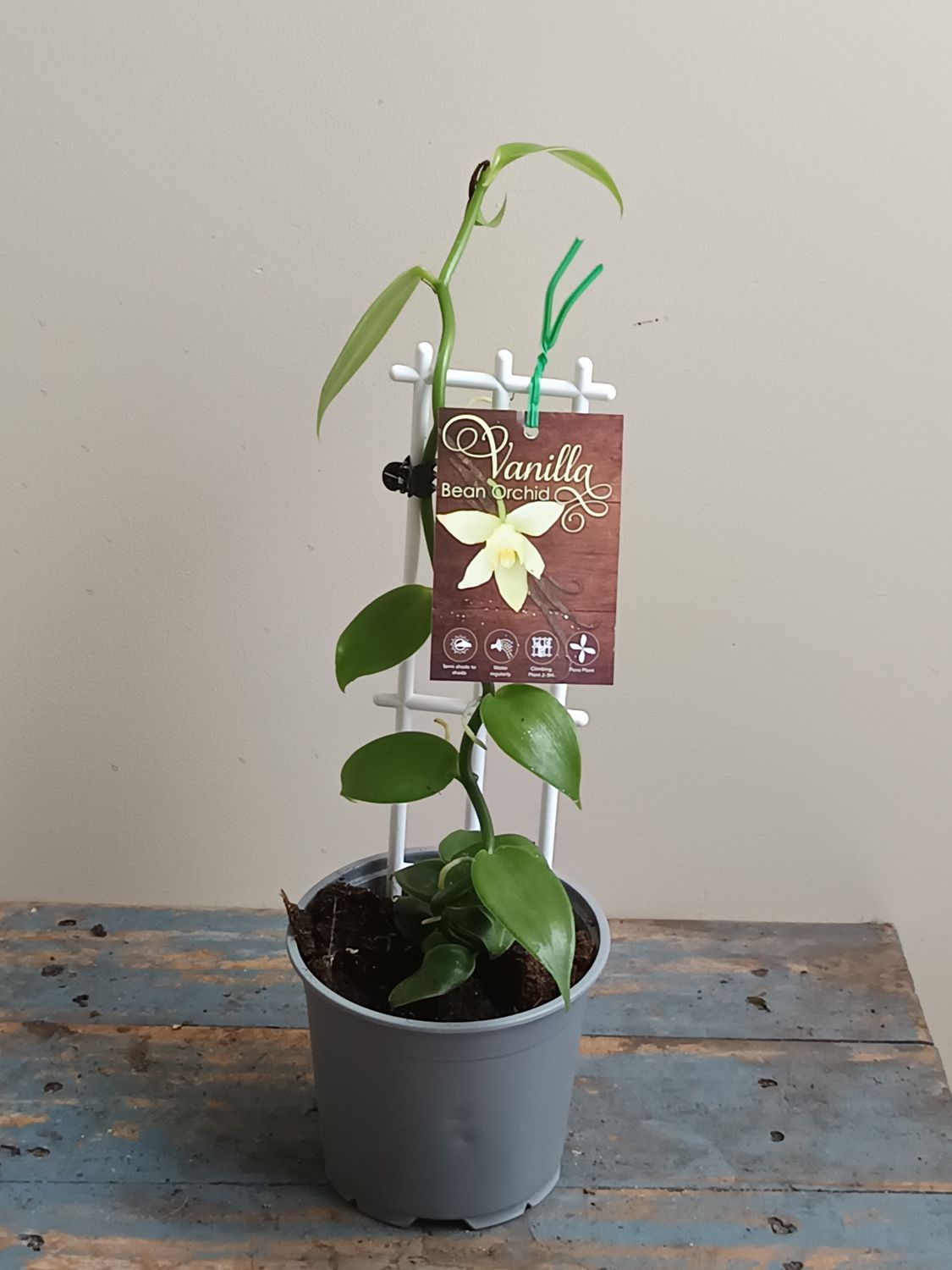 Vanilla Bean Orchid