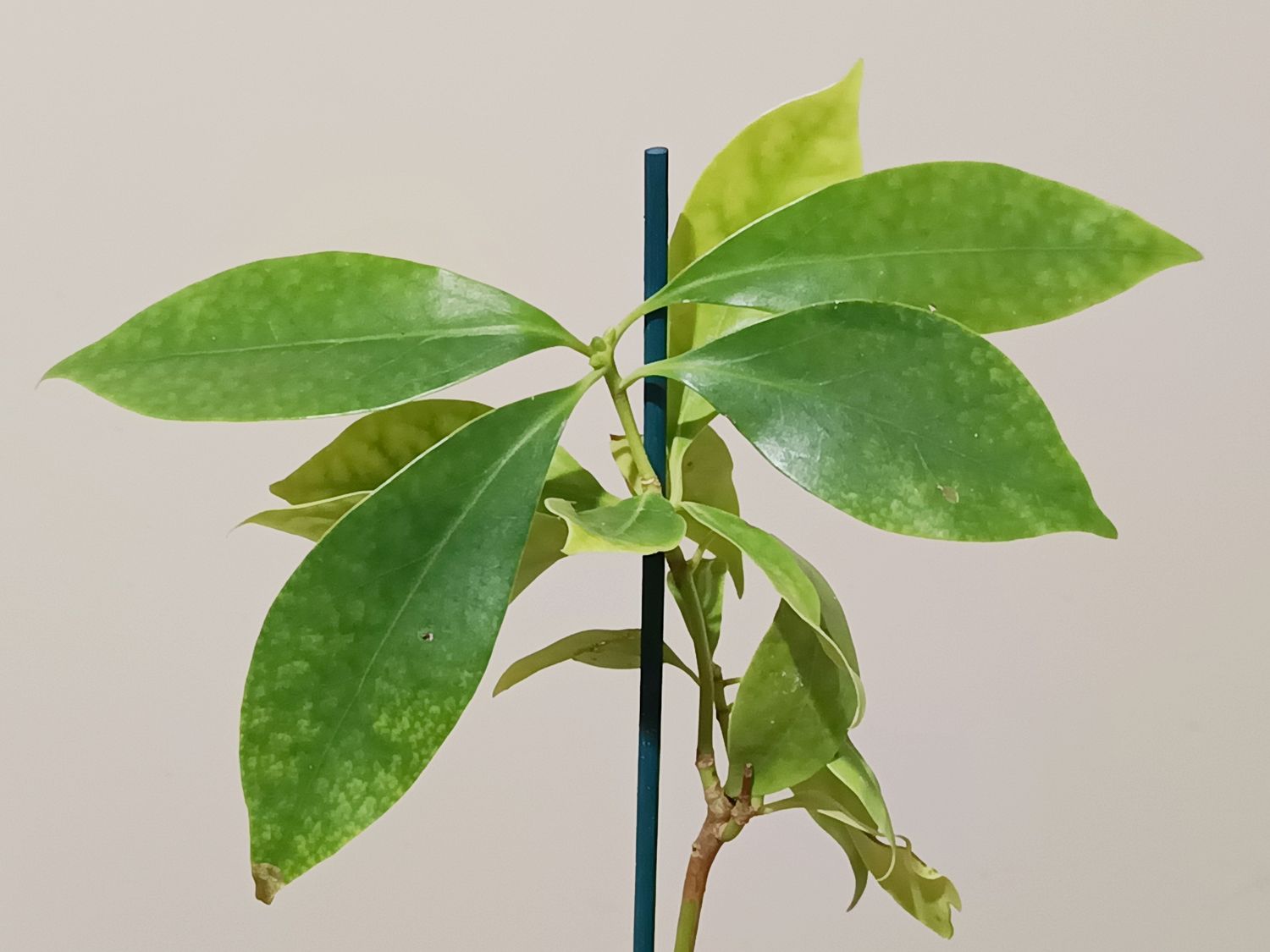 Star Anise