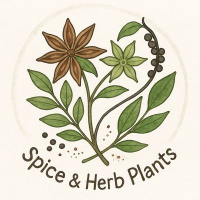 Spice &amp; Herb