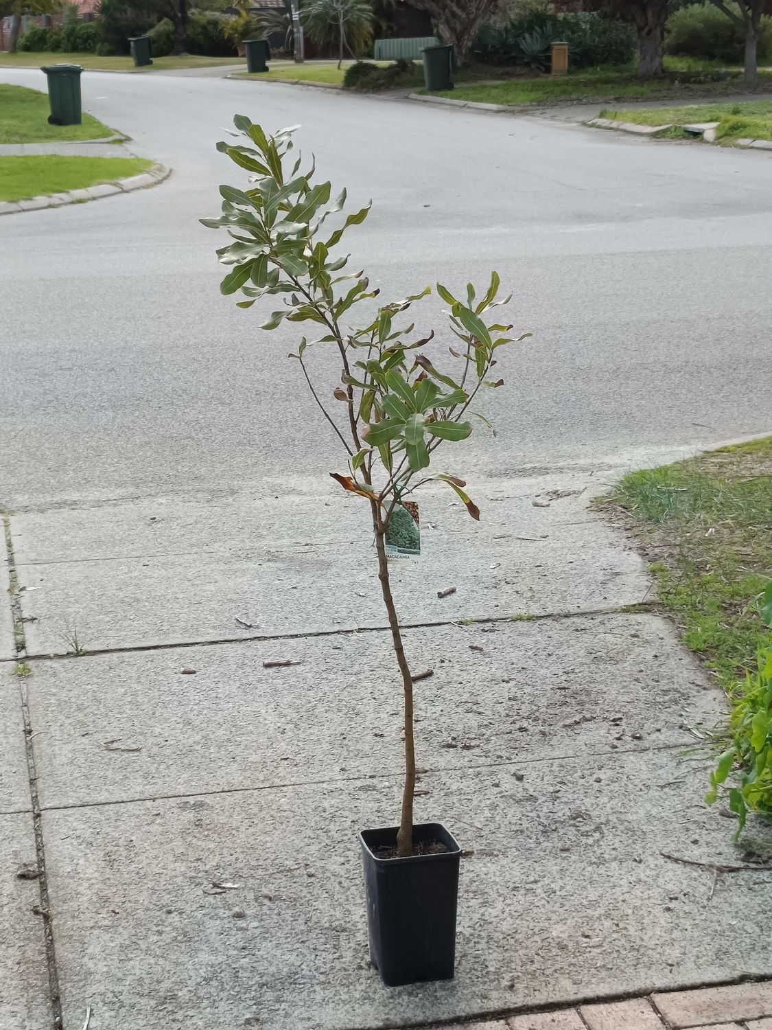 Macadamia Grafted - 741