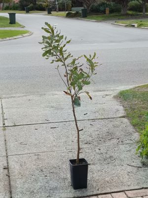 Macadamia Grafted - 741
