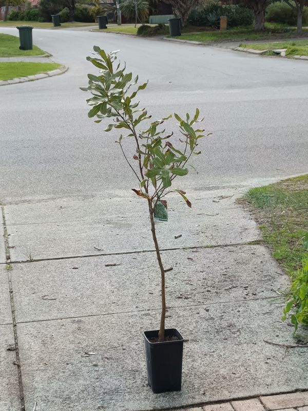 Macadamia Grafted - 741