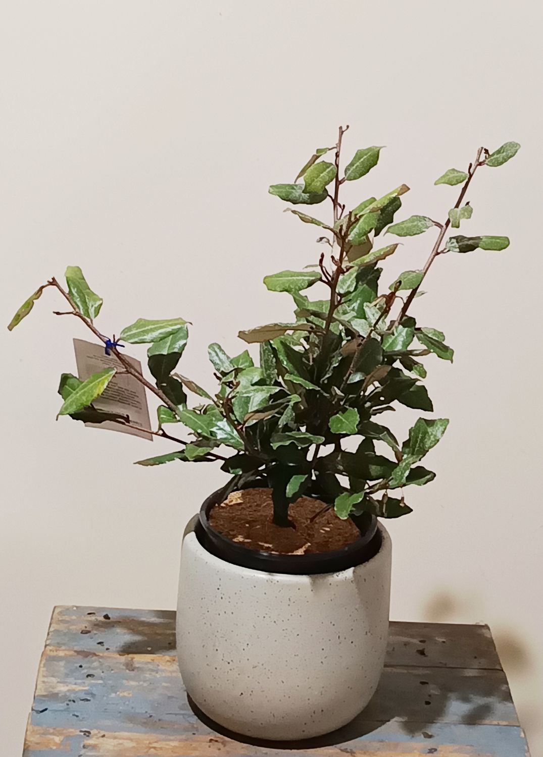 Silverthorn