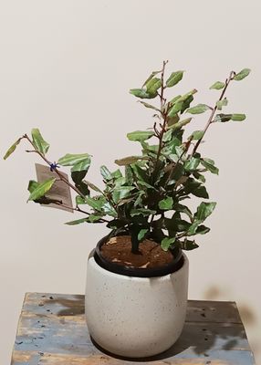 Silverthorn