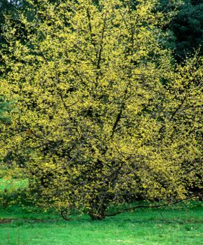 Cornelian Cherry Dogwood (Elegant)
