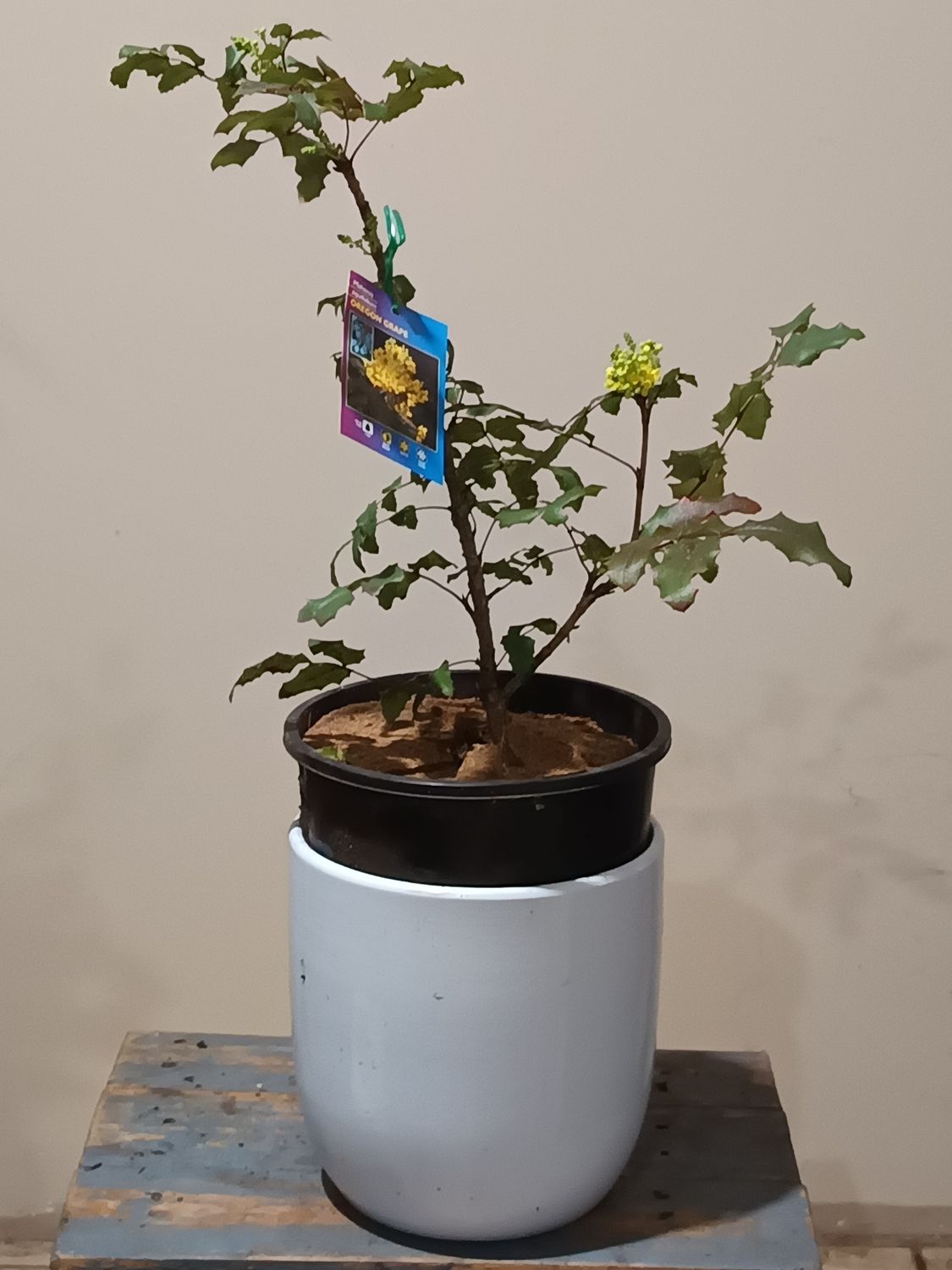 Oregon Grape Tree