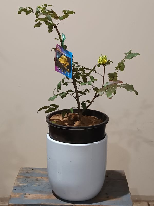 Oregon Grape Tree