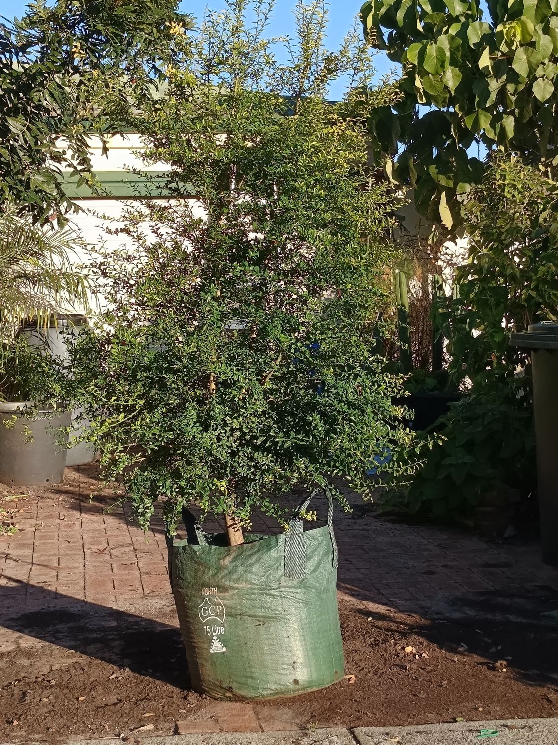 Fingerlime Grafted - Collette