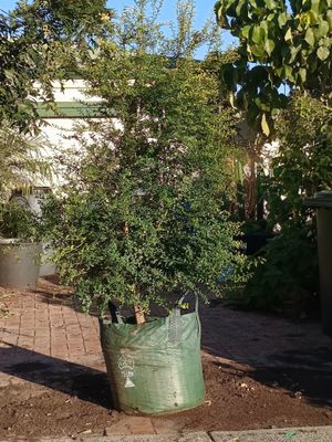 Fingerlime Grafted - Judy Everbearing