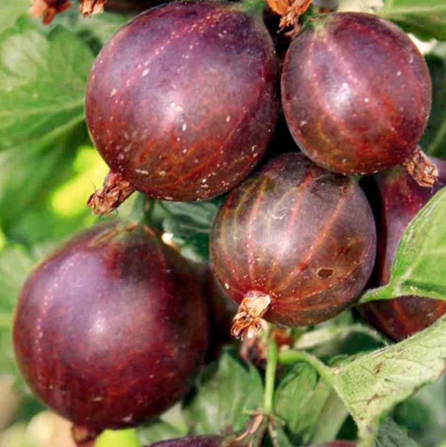 Gooseberry - Captivator