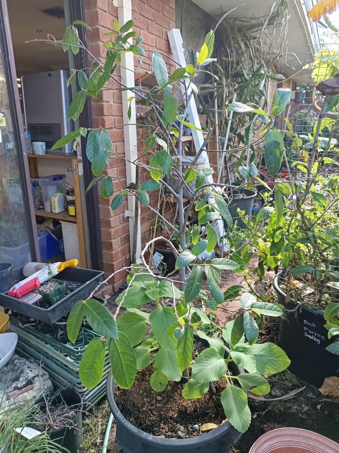Sandpaper Fig