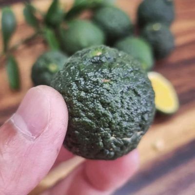 Dooja Lime