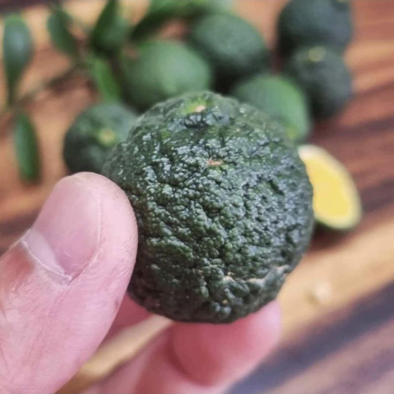 Dooja Lime
