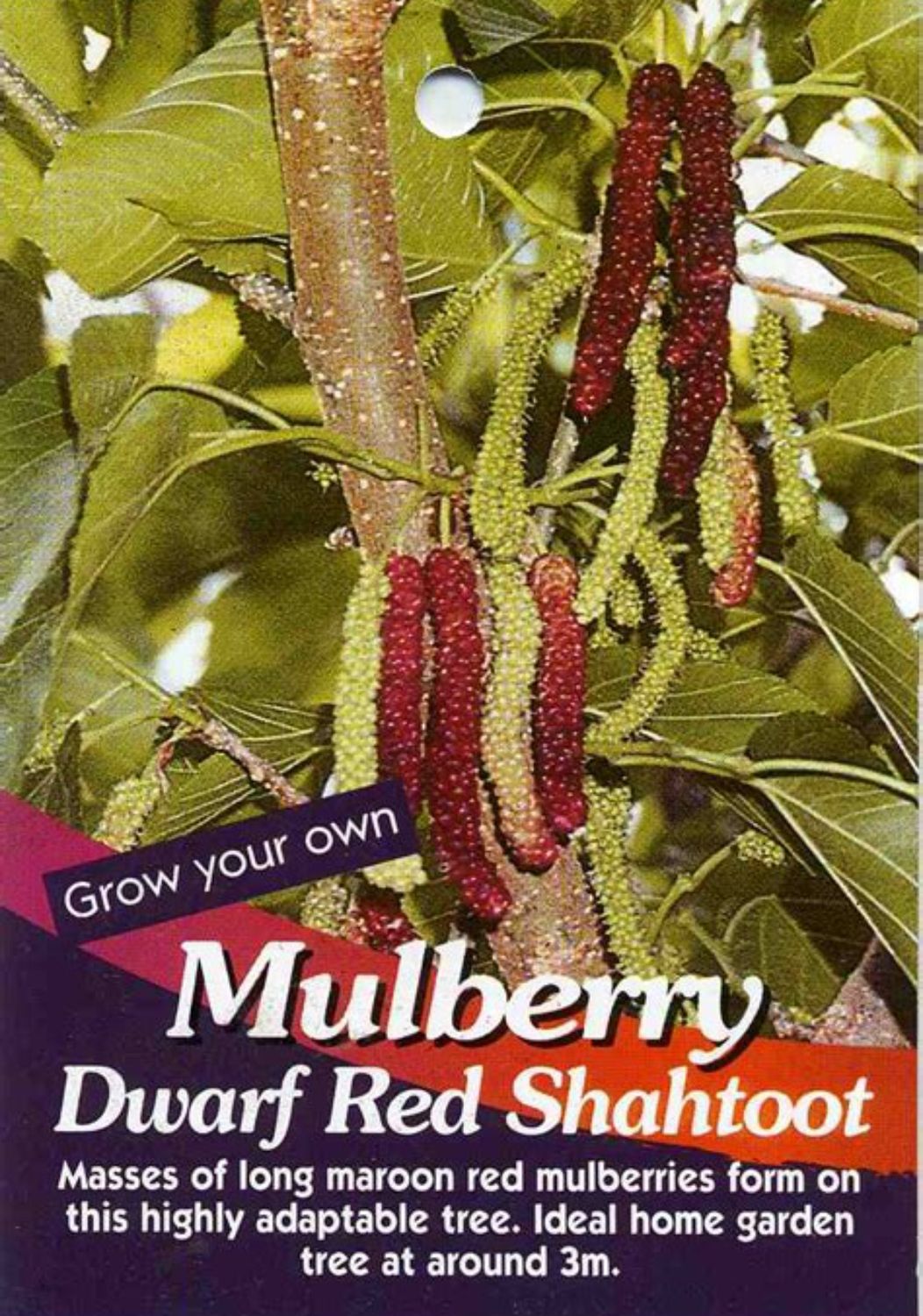 Red Shahtoot - Dwarf  