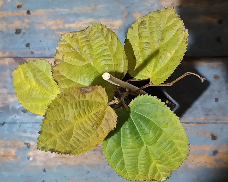 Phalsa