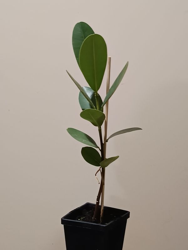 Tamanu