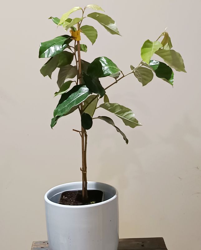 Soh Sang (Cuting Grown)