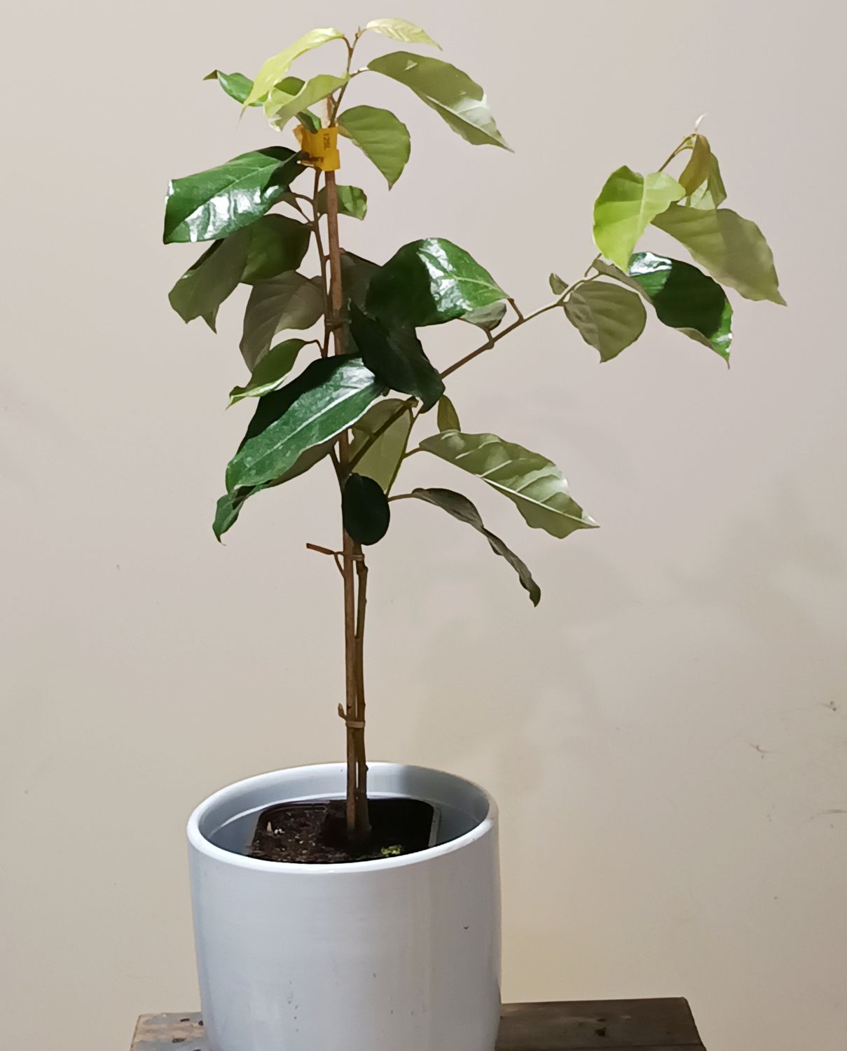 Soh Sang (Cuting Grown)