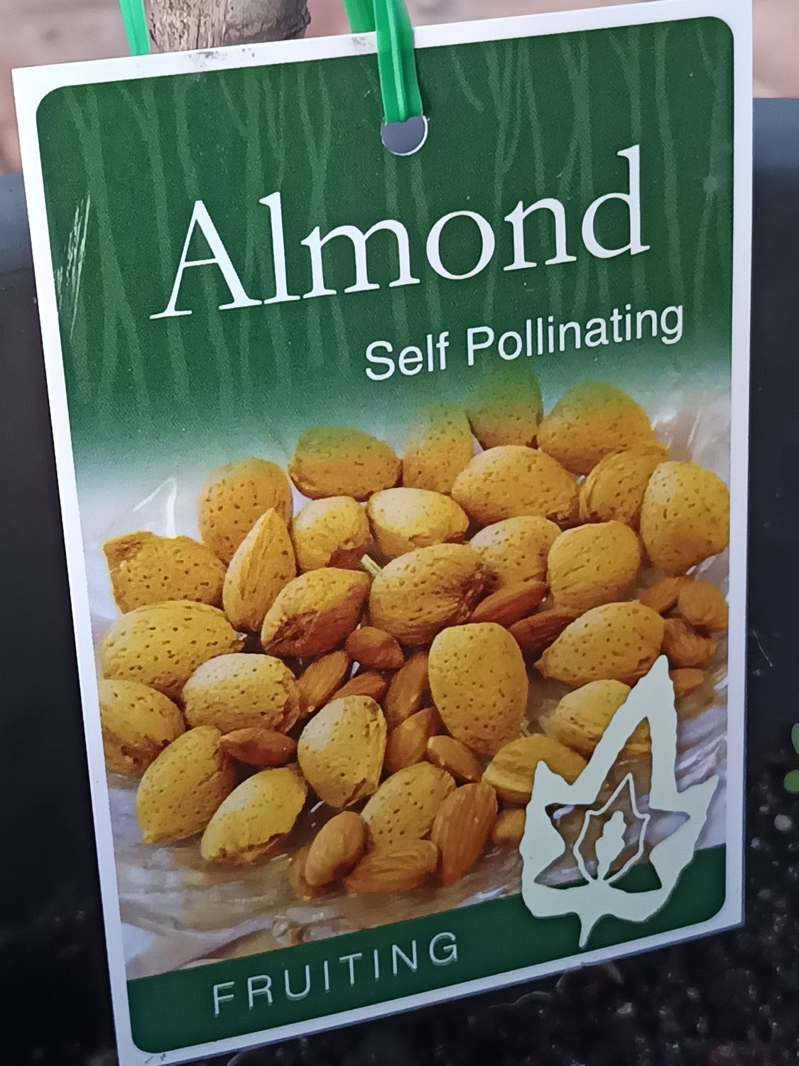 Almond - Self-Fertile