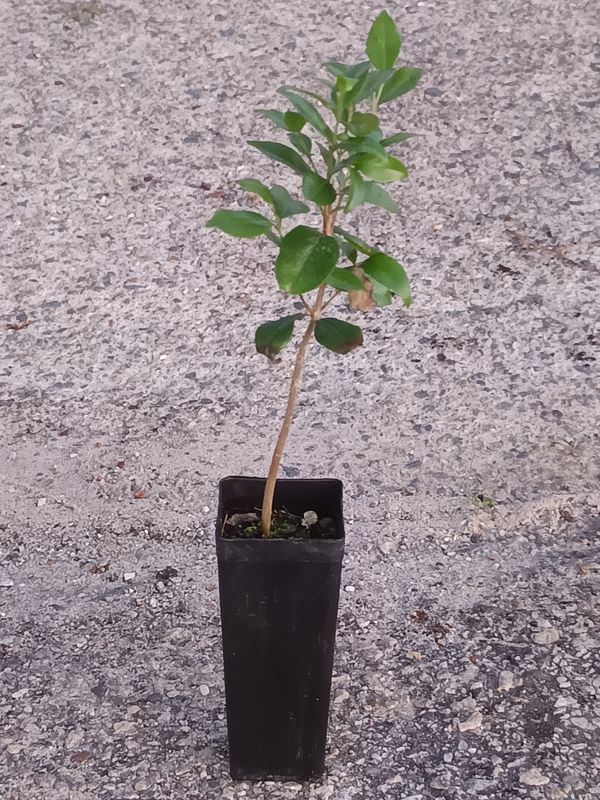 Cerrado Cherry