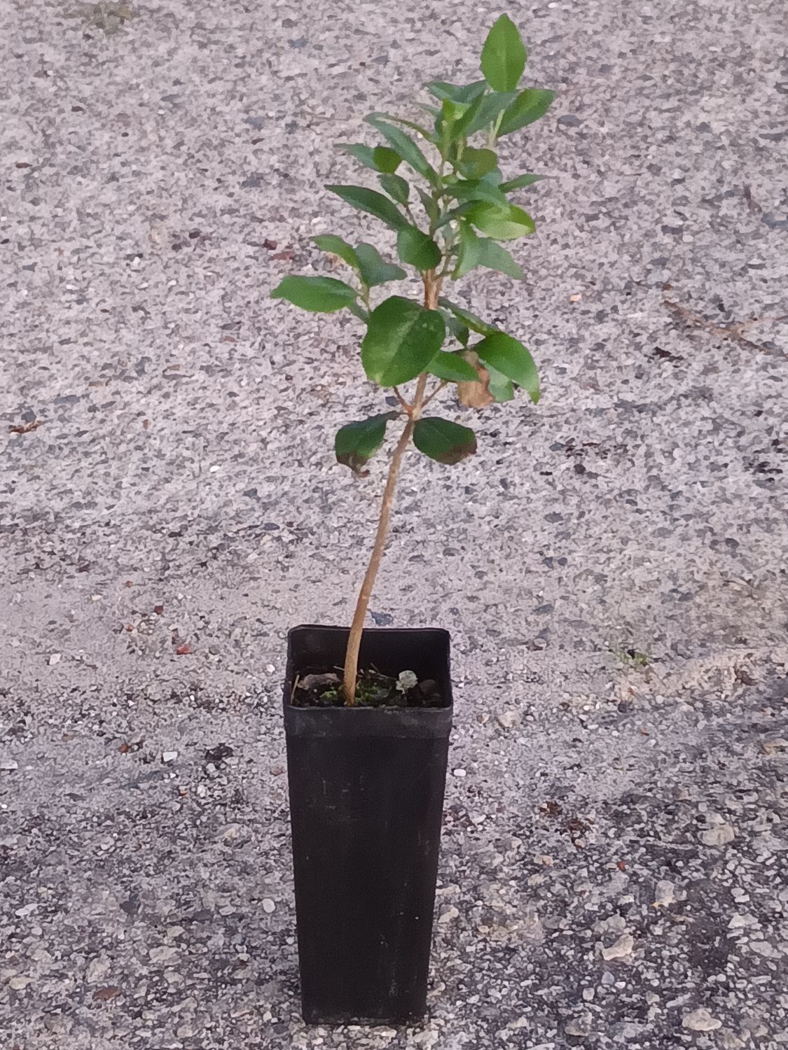Cerrado Cherry