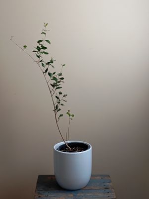 Cerrado Cherry