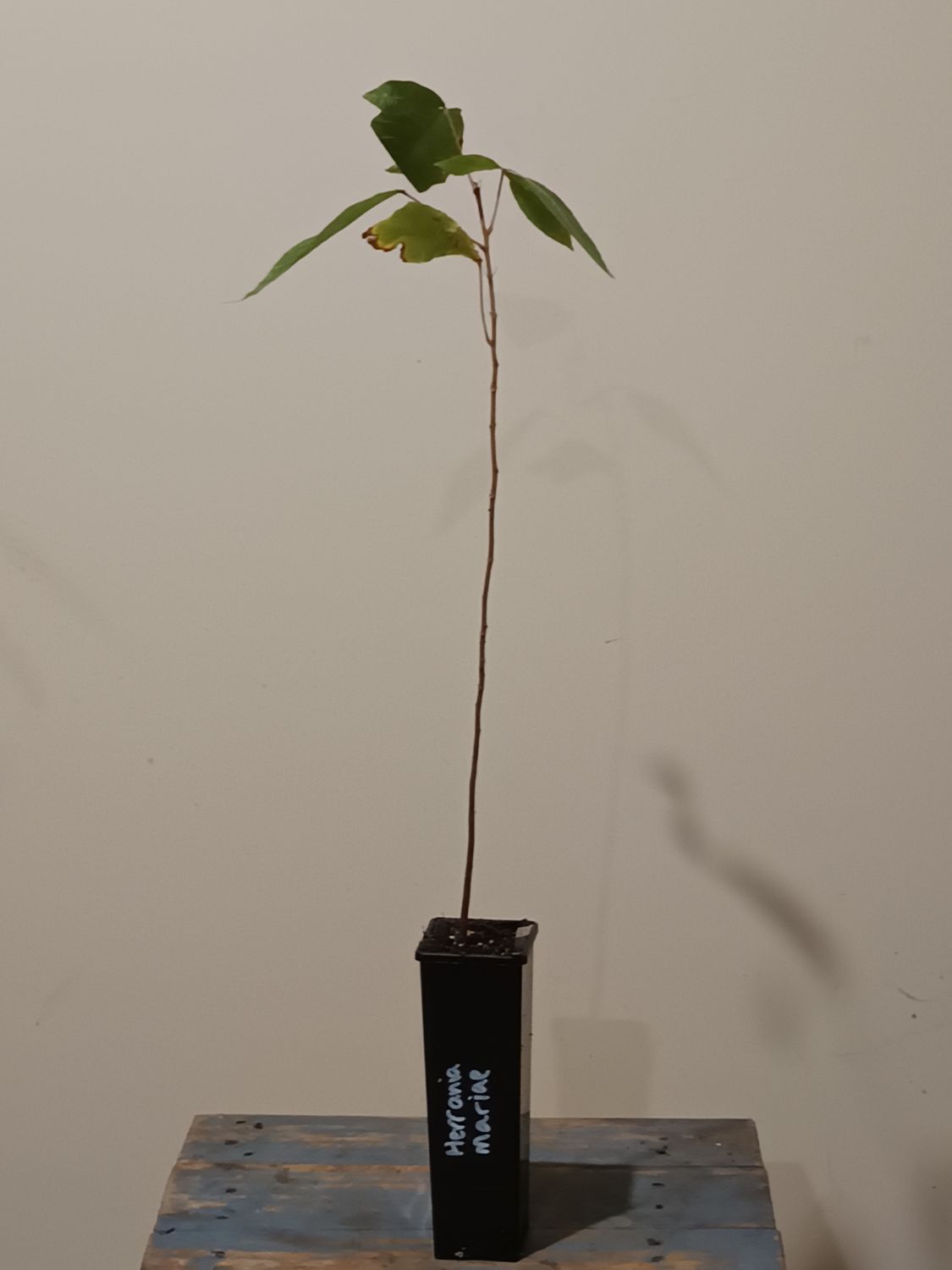 Herrania umratica